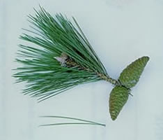 austrian pine tree cones
