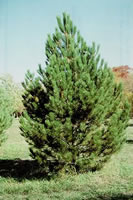 austrain pine tree