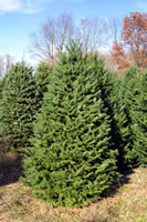 balsam fir christmas tree