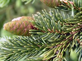 black hills spruce pine cone