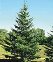 black hills spruce tree