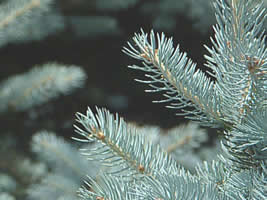 colorado blue spruce needles