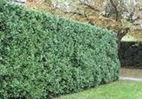 dark green arborvitae hedge