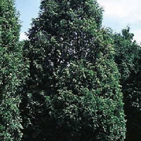 dark green arborvitae tree