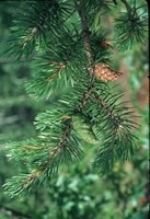 jack pine tree pine cone and needles