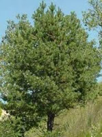 jack pine tree