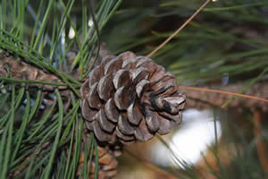 red pine tree pine cone