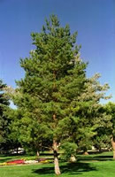 large scots pine in landscape