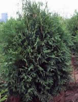 techny arborvitae tree