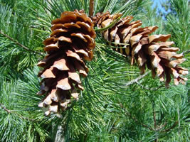 white pine tree pine cones