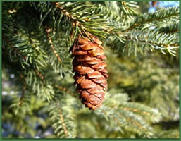 white spruce tree pine cone